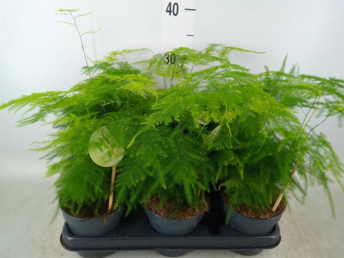 <h4>Asparagus setaceus</h4>