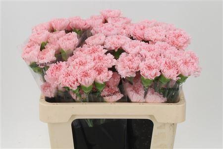 <h4>Di St Std Ilusion</h4>