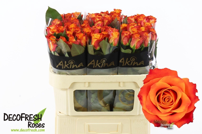 <h4>R Gr Mariyo</h4>