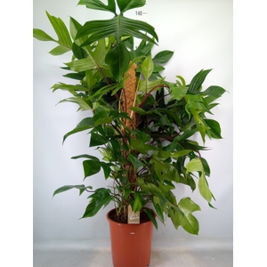 Philodendron pedatum