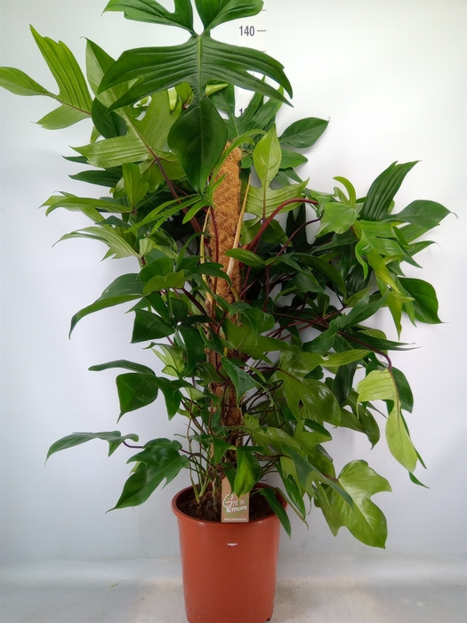<h4>Philodendron pedatum</h4>