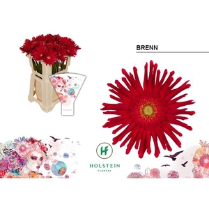 Gerbera Gerpasta Brenn