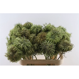 Dille Zaaddoos Naturel Medium 80cm P Stem