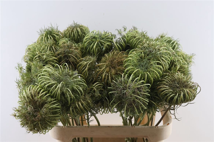 <h4>Dille Zaaddoos Naturel Medium 80cm P Stem</h4>