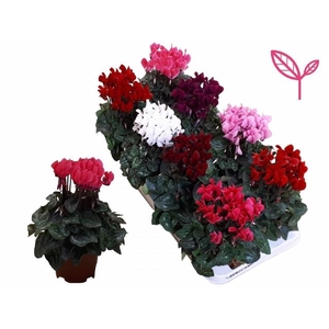 Cyclamen SS Compact mixed 10,5Ø 25cm