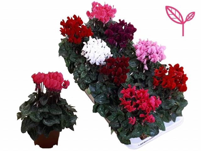 Cyclamen SS Compact mixed 10,5Ø 25cm