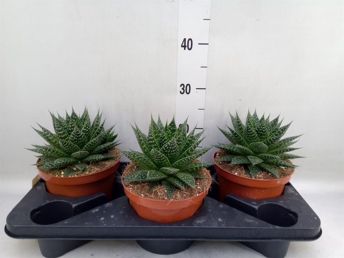<h4>Aloe aristata</h4>