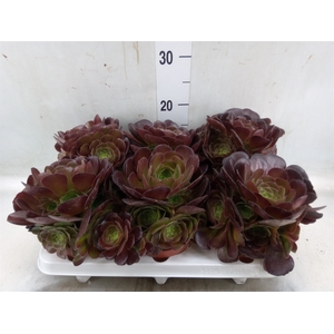 Aeonium arboreum 'Velours'