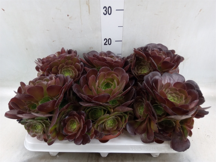 <h4>Aeonium arboreum 'Velours'</h4>