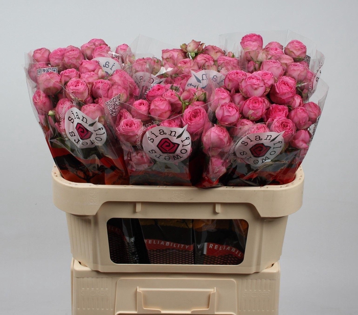 <h4>R TR GISELLE!</h4>