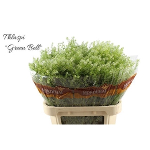 LEP RU GREEN BELL