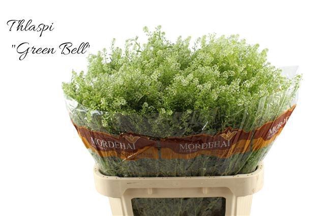 <h4>LEP RU GREEN BELL</h4>