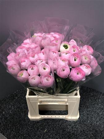 <h4>Ran Suc 1st Nuance</h4>