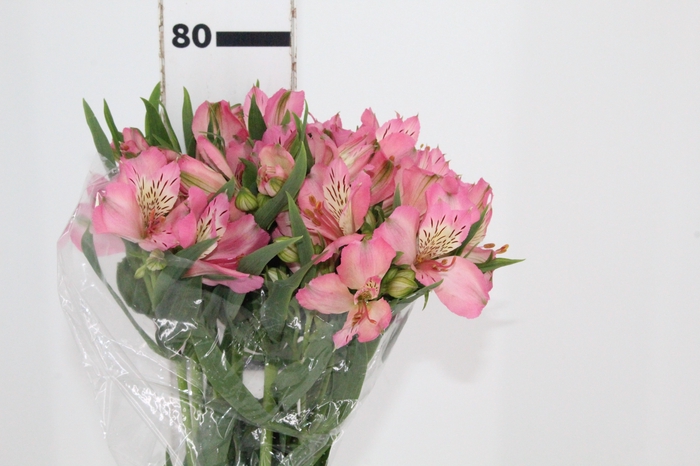 <h4>ALSTROEMERIA TOURMALINE 080 CM ROSA</h4>