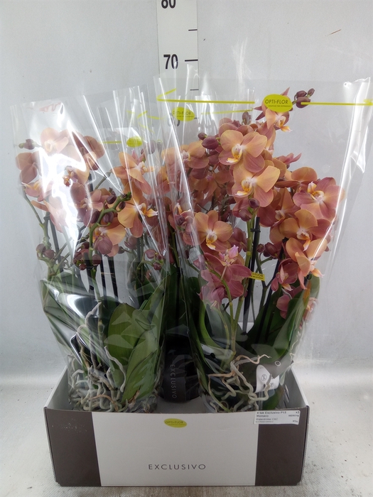 Phalaenopsis multi. 'Ant Monaco'