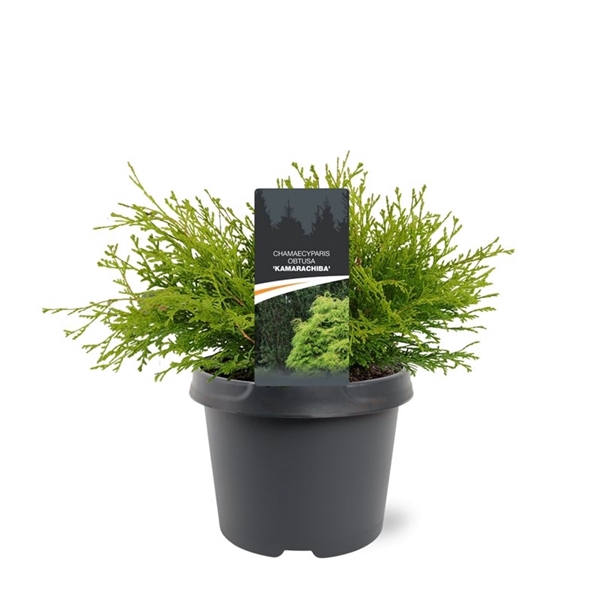 <h4>Chamaecyparis obtusa 'Kamarachiba'</h4>