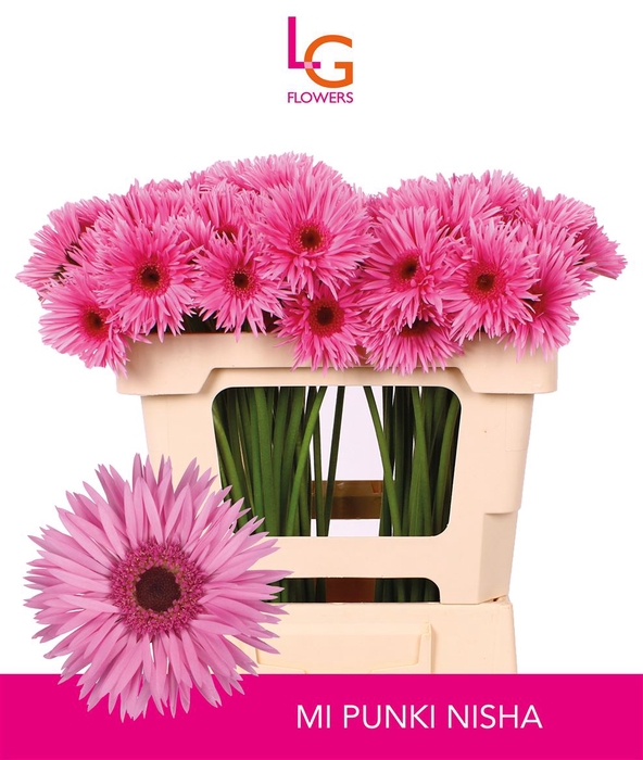 <h4>Germini Spider Punki Nisha Water</h4>
