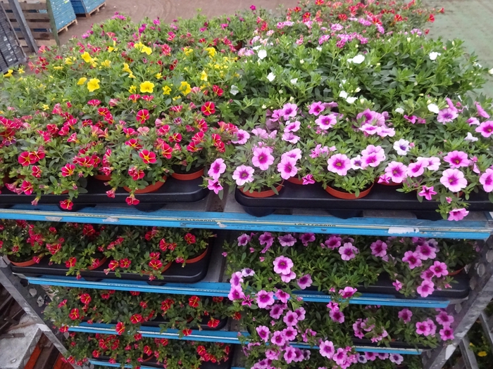 <h4>PET MINIFAMOUS MIXK</h4>