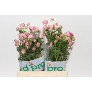 RANUNCULUS CORT. 'MAGICAL STRAWBER'