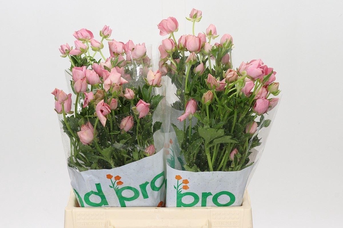 <h4>RANUNCULUS CORT. 'MAGICAL STRAWBER'</h4>