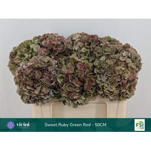 Hydr Sweet Ruby Green Red 50 cm Vicini