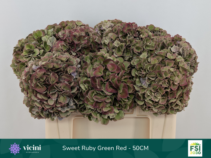 <h4>Hydr Sweet Ruby Green Red 50 cm Vicini</h4>