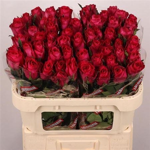 R Gr Madam Cerise
