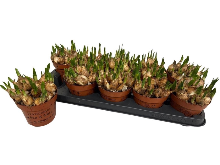 <h4>arr8 Narc O Tete A Tete</h4>