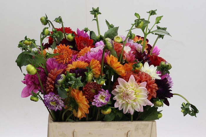 <h4>Dahlia Gemengd in bos</h4>