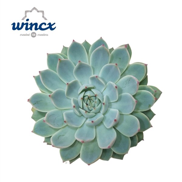 <h4>Echeveria Lindsyana Cutflower</h4>