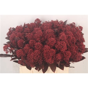 Skim Ov Bs Klb Bordeaux