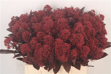 <h4>Skim Ov Bs Klb Bordeaux</h4>