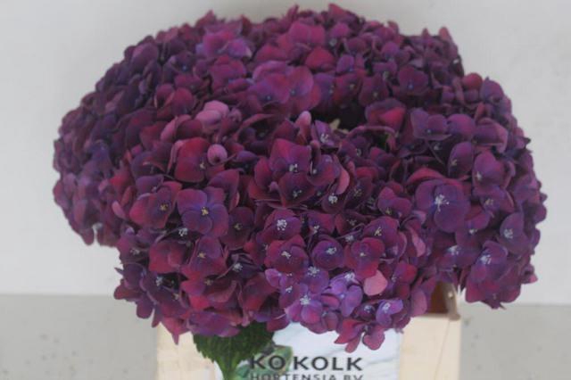 <h4>HYDR M CH MON AMO PA</h4>