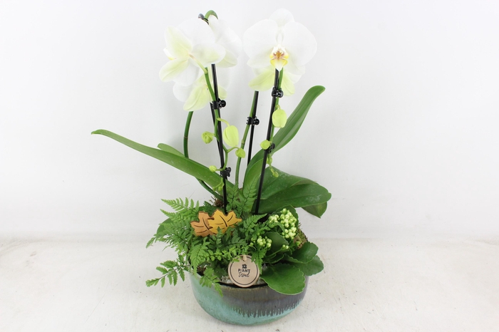 <h4>arr2 PL - Ker. pot verde Phal. 285/3</h4>
