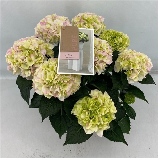 Hydrangea Macrophylla Hi Diamond Roze 5+ Flowers