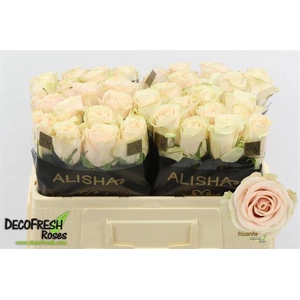 R Gr Roxanne Alisha
