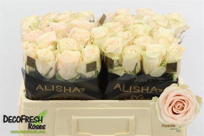 R Gr Roxanne Alisha