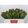 Leucadendron Goldstrike