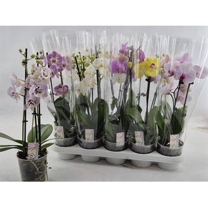 !! PROMO !! PHAL MIX 2 TAK