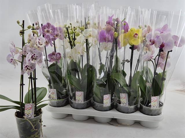 <h4>!! PROMO !! PHAL MIX 2 TAK</h4>