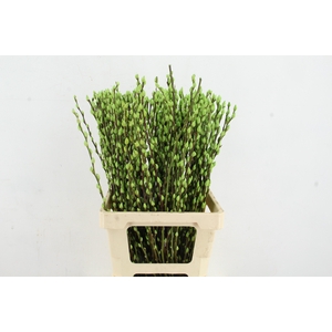 Salix Snowflake 70cm Mint Grn