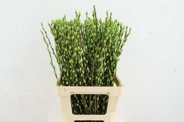 <h4>Salix Snowflake 70cm Mint Grn</h4>