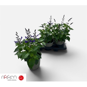 SALVIA LAKE BLUEBERR