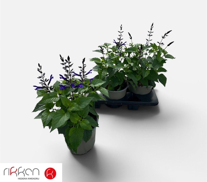 <h4>SALVIA LAKE BLUEBERR</h4>