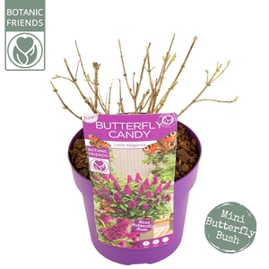 Buddleja Butterfly Candy® 'Little Magenta'