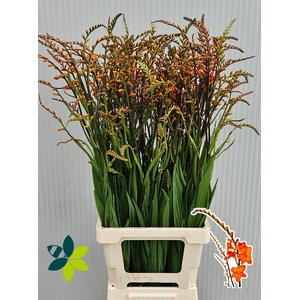 Crocosmia Peach Melba Leenen