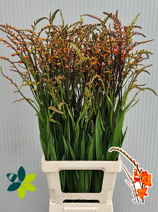 <h4>Crocosmia Peach Melba Leenen</h4>