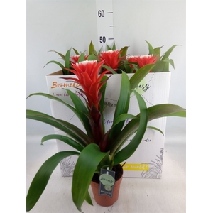 Guzmania  'Hope'