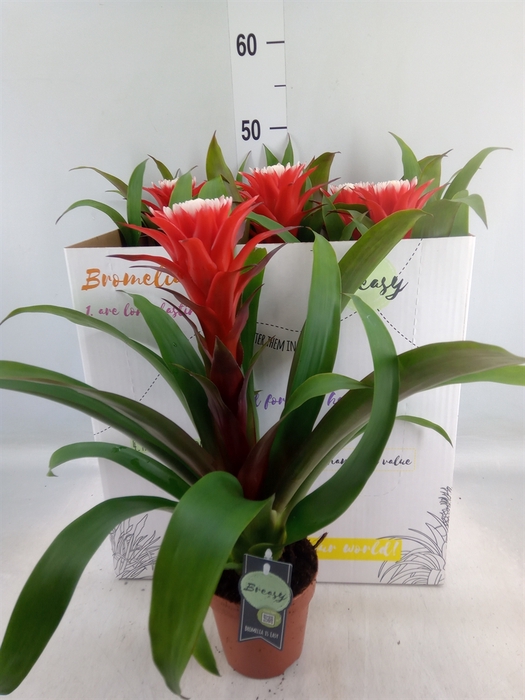 <h4>Guzmania  'Hope'</h4>