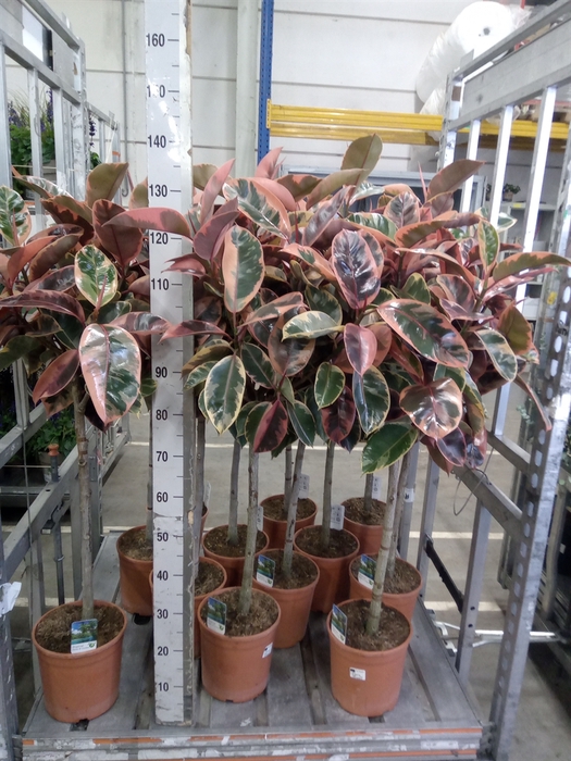 <h4>Ficus   ...</h4>